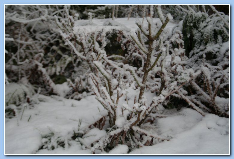 Arnhem Snow 028